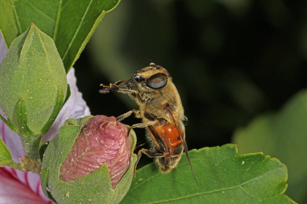 Common Drone Fly (Eristalis tenax), Ballandean QLD © Marc Newman