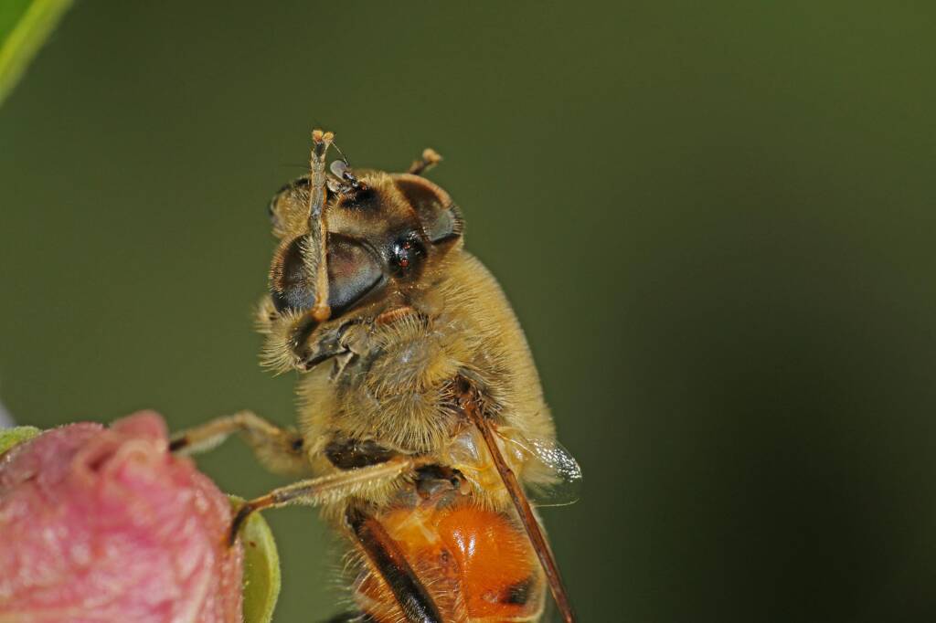Common Drone Fly (Eristalis tenax), Ballandean QLD © Marc Newman
