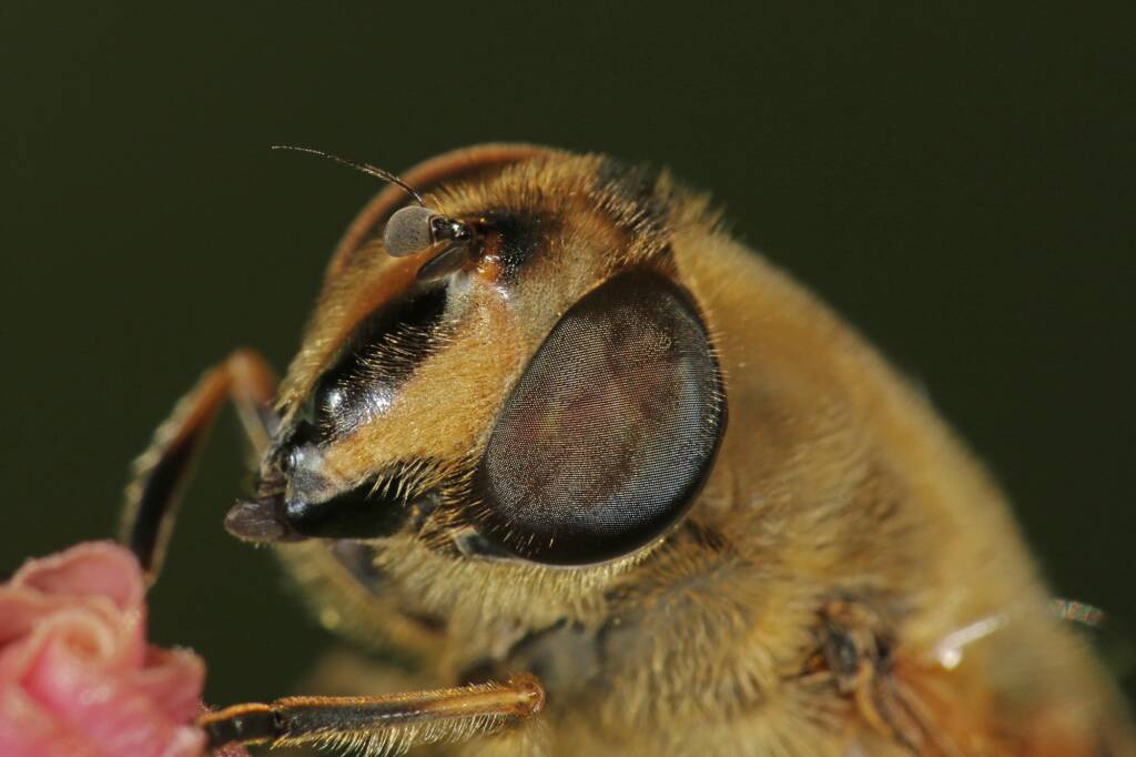 Common Drone Fly (Eristalis tenax), Ballandean QLD © Marc Newman