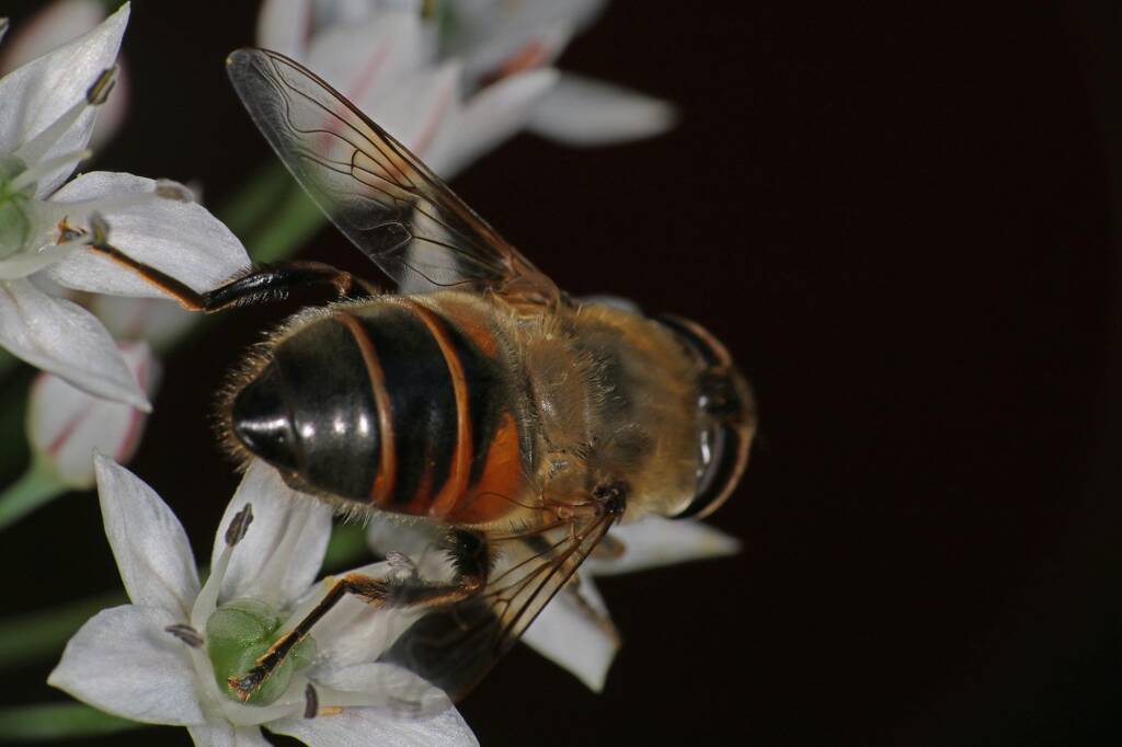 Common Drone Fly (Eristalis tenax), Ballandean QLD © Marc Newman