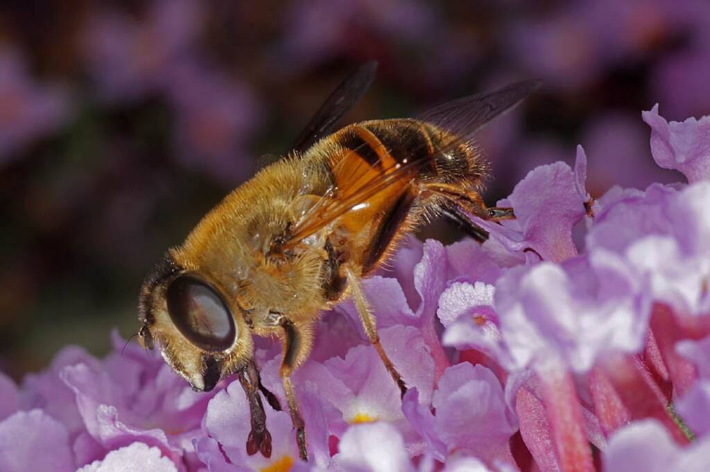 Female Common Drone Fly (Eristalis tenax) on Buddleja, Ballandean QLD © Marc Newman