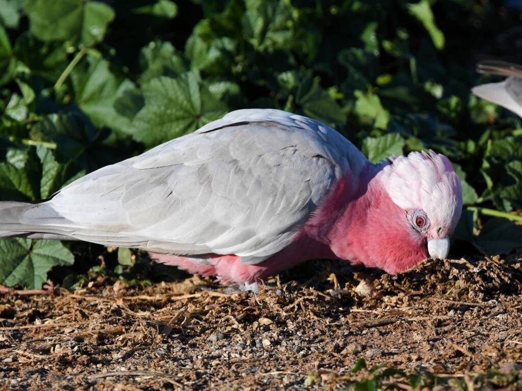 Galah (Eolophus roseicapilla), Alice Springs Sewage Ponds NT © Dorothy Latimer