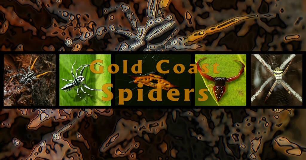 Gold Coast Spiders - Ausemade filmstrip