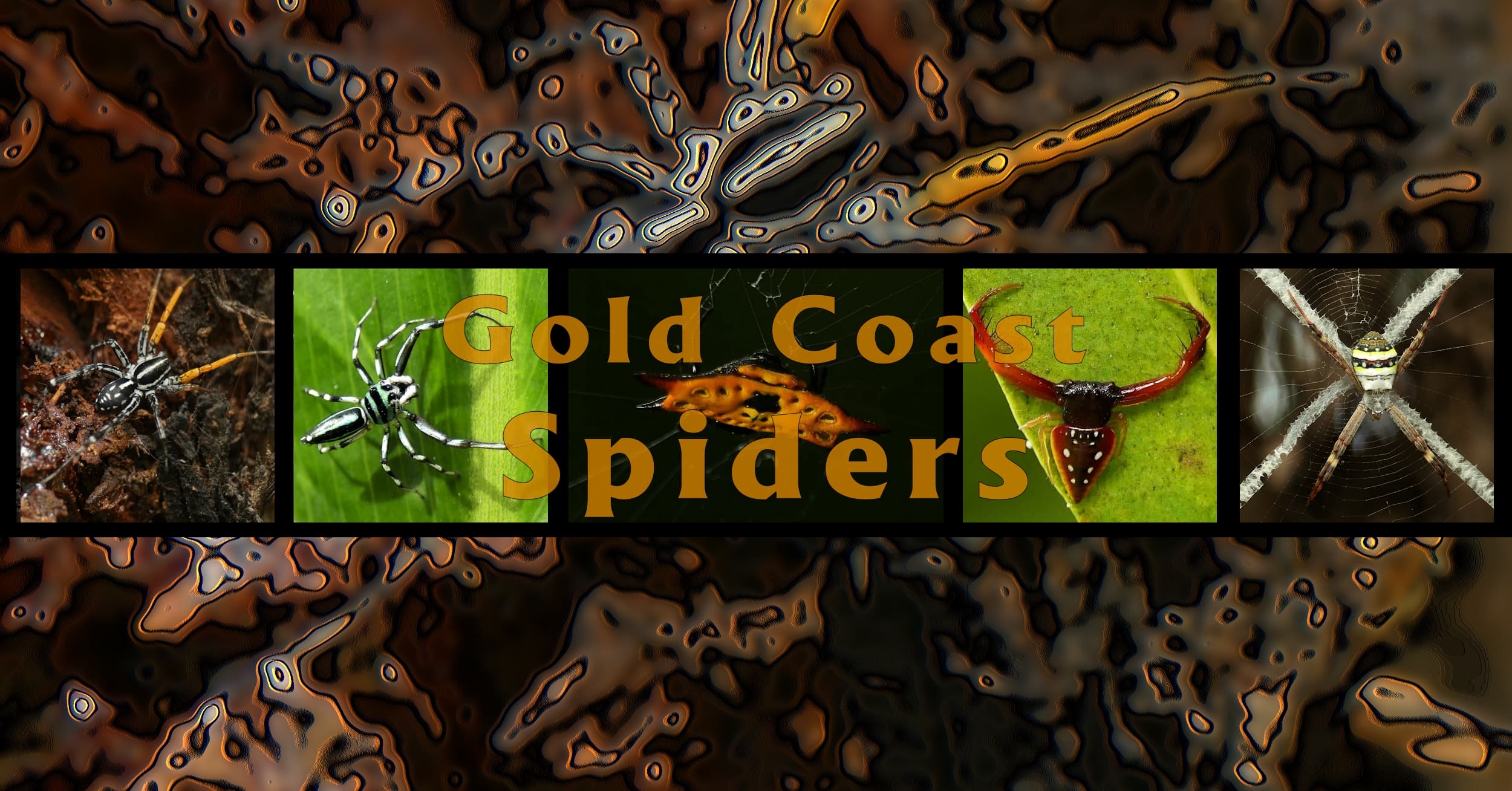 Gold Coast Spiders - Ausemade filmstrip