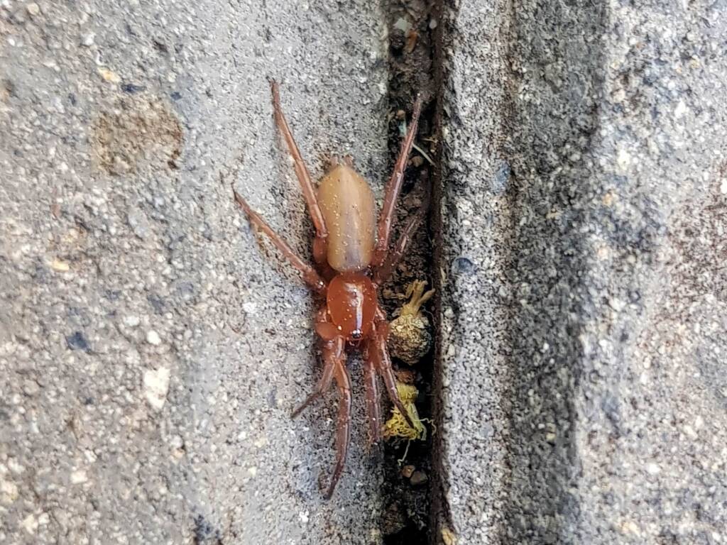 Gnaphosid (Ground Spider), family Gnaphosidae, Alice Springs NT
