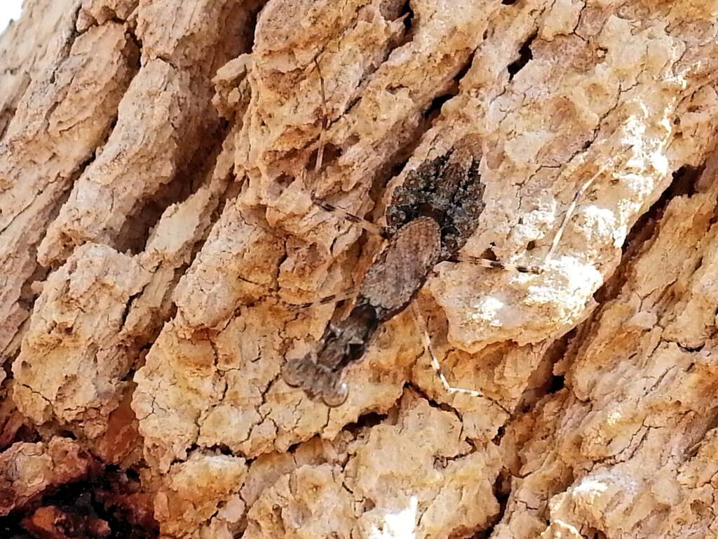 Spiny Bark Mantis (Gyromantis sp), Alice Springs Desert Park NT