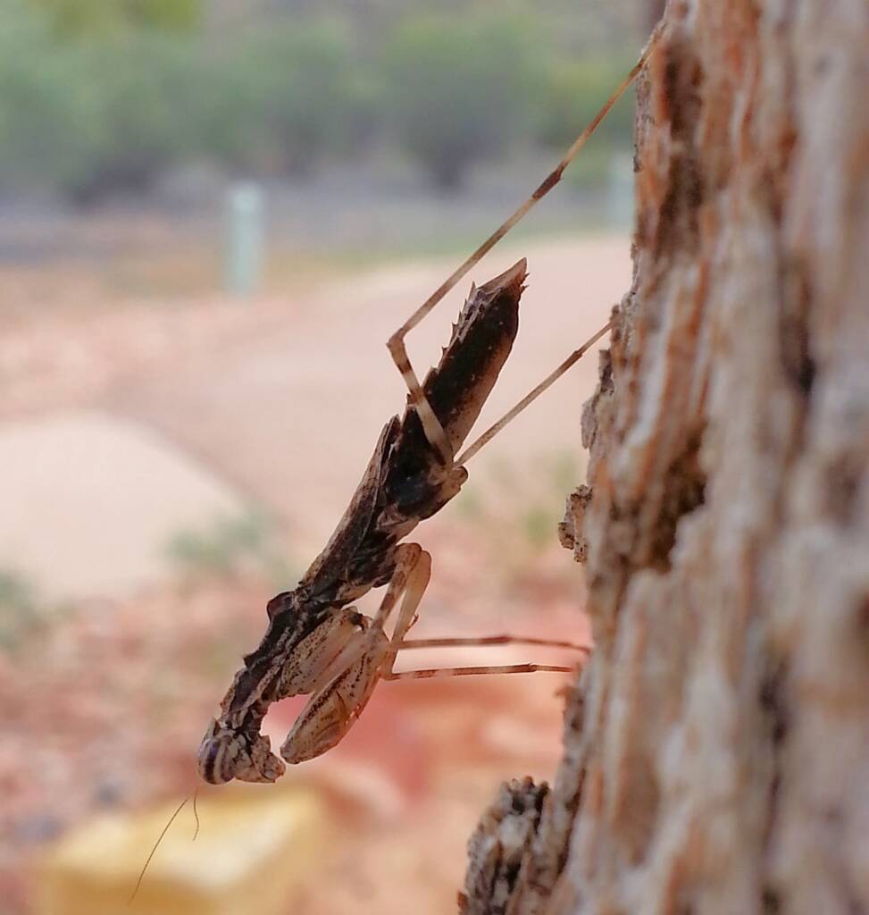 Spiny Bark Mantis (Gyromantis sp), Alice Springs Desert Park NT