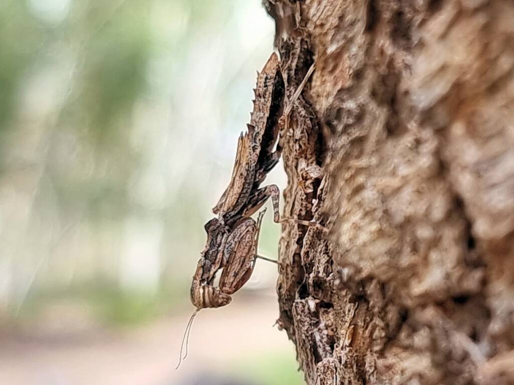 Spiny Bark Mantis (Gyromantis sp), Alice Springs Desert Park NT