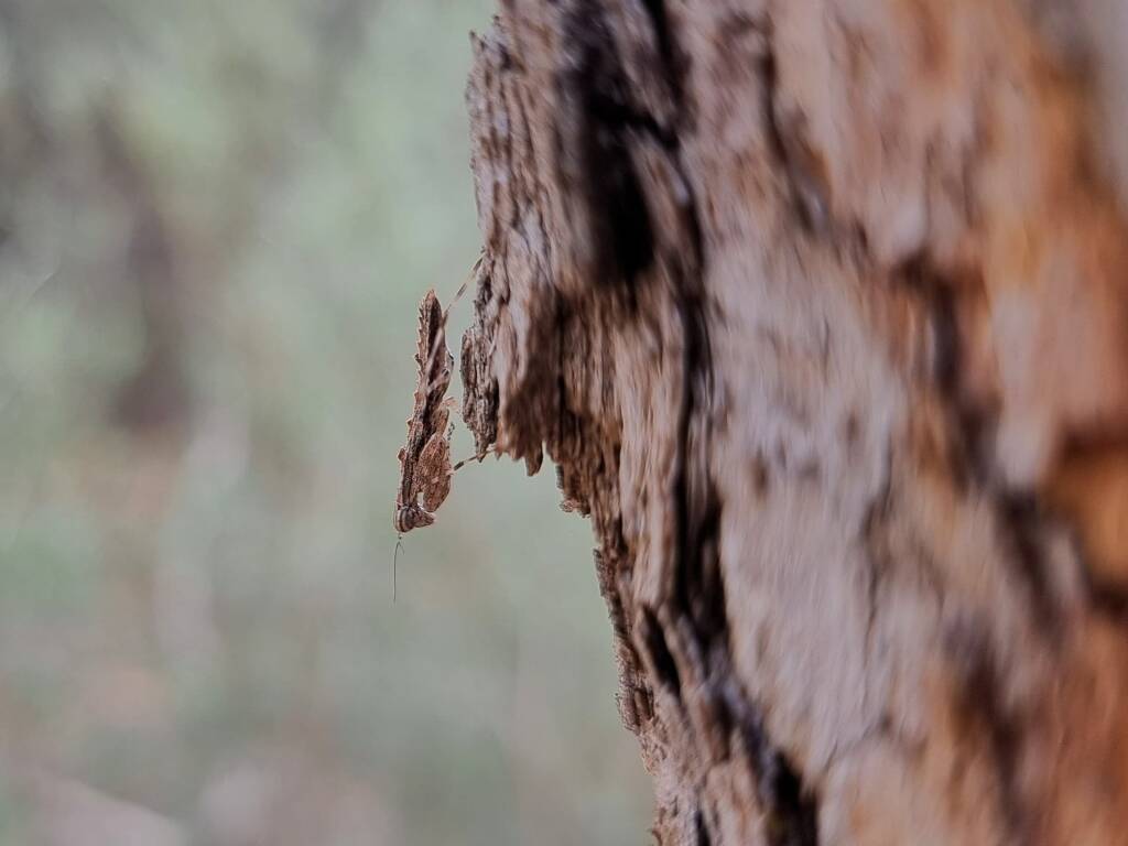 Spiny Bark Mantis (Gyromantis sp), Alice Springs Desert Park NT