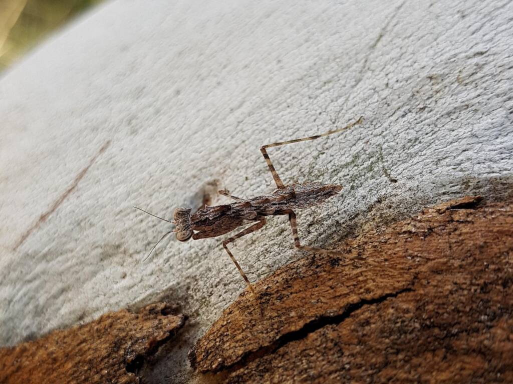Spiny Bark Mantis (Gyromantis sp), Alice Springs Desert Park NT