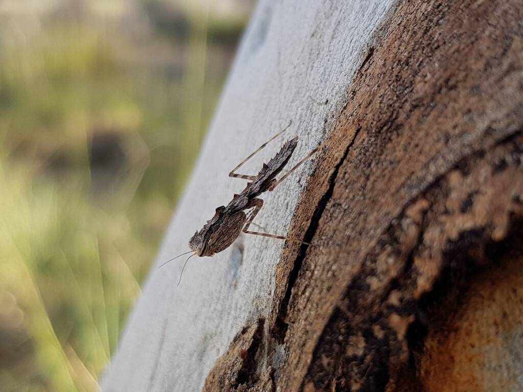 Spiny Bark Mantis (Gyromantis sp), Alice Springs Desert Park NT