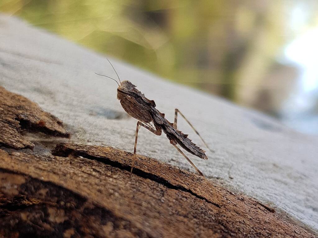 Spiny Bark Mantis (Gyromantis sp), Alice Springs NT