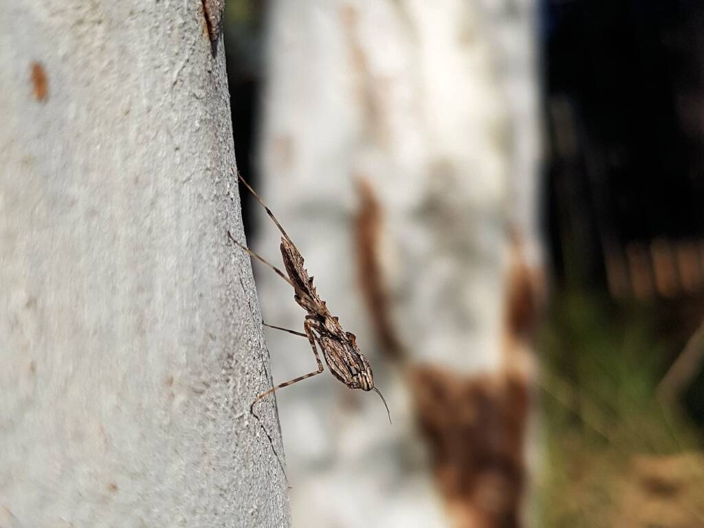 Spiny Bark Mantis (Gyromantis sp), Alice Springs Desert Park NT