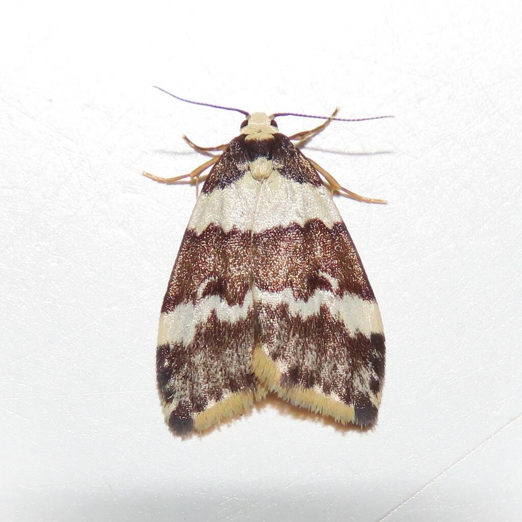 Halone sejuncta, Wallaga Lake NSW © Deb Taylor