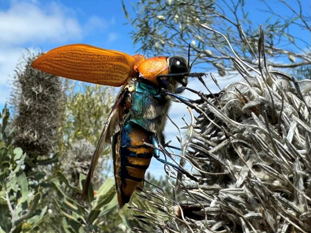 Julodimorpha saundersii, Kalbarri WA © Mark Hanlon