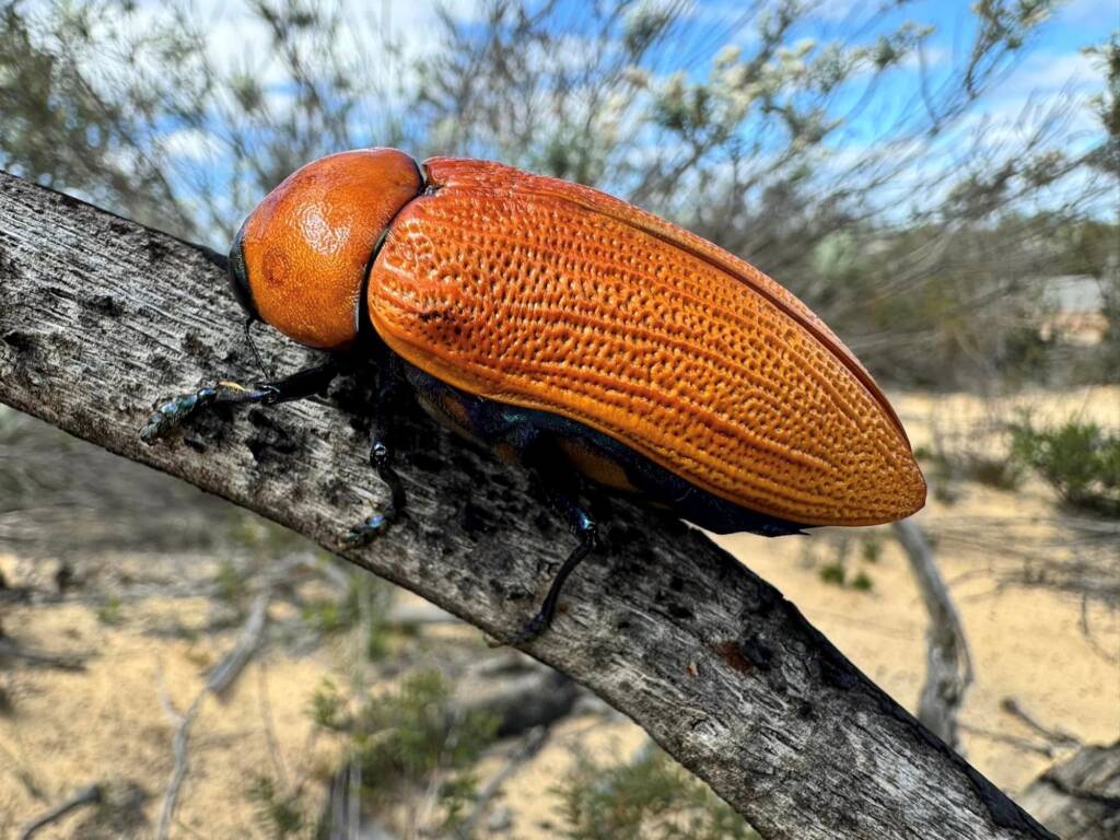 Julodimorpha saundersii, Kalbarri WA © Mark Hanlon