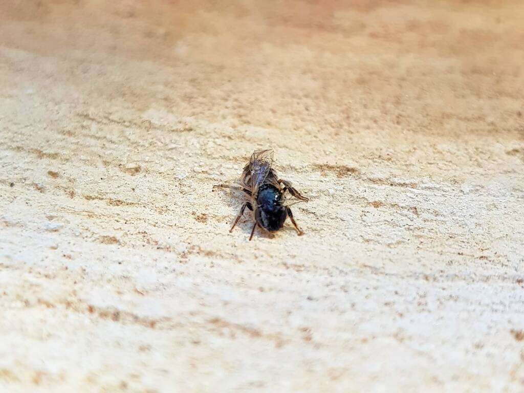 Lasioglossum (Chilalictus) eremaean (rescued from swimming pool), Alice Springs NT