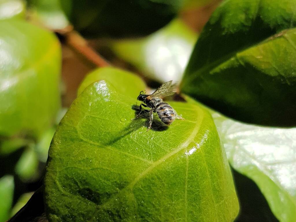 Lasioglossum (Chilalictus) eremaean (rescued from swimming pool), Alice Springs NT