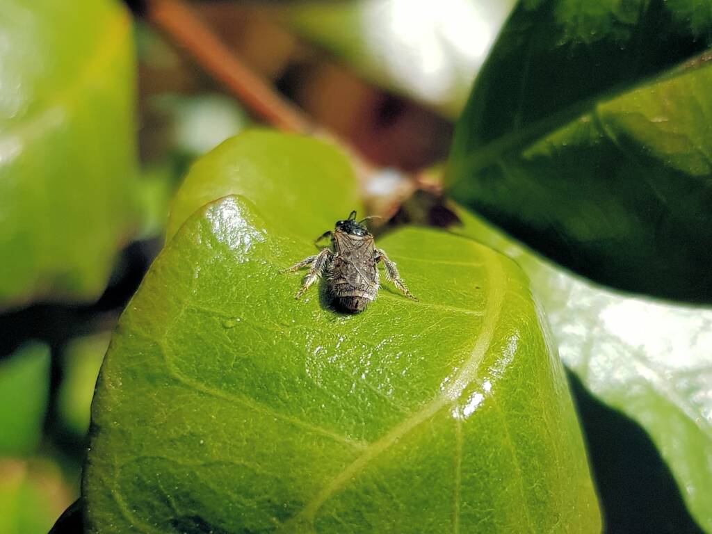 Lasioglossum (Chilalictus) eremaean (rescued from swimming pool), Alice Springs NT
