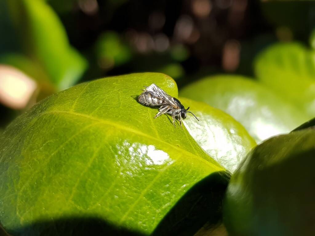 Lasioglossum (Chilalictus) eremaean (rescued from swimming pool), Alice Springs NT