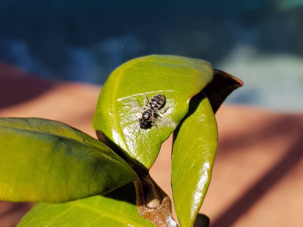 Lasioglossum (Chilalictus) eremaean (rescued from swimming pool), Alice Springs NT
