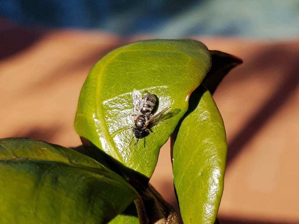 Lasioglossum (Chilalictus) eremaean (rescued from swimming pool), Alice Springs NT