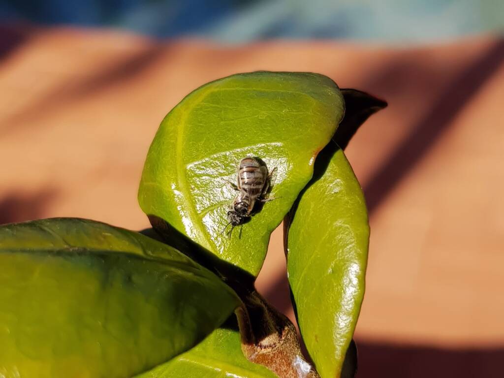Lasioglossum (Chilalictus) eremaean (rescued from swimming pool), Alice Springs NT