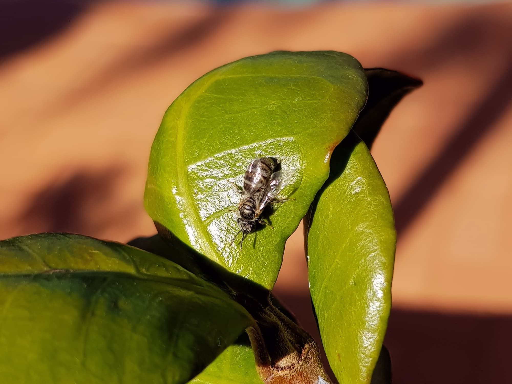 Lasioglossum (Chilalictus) eremaean (rescued from swimming pool), Alice Springs NT