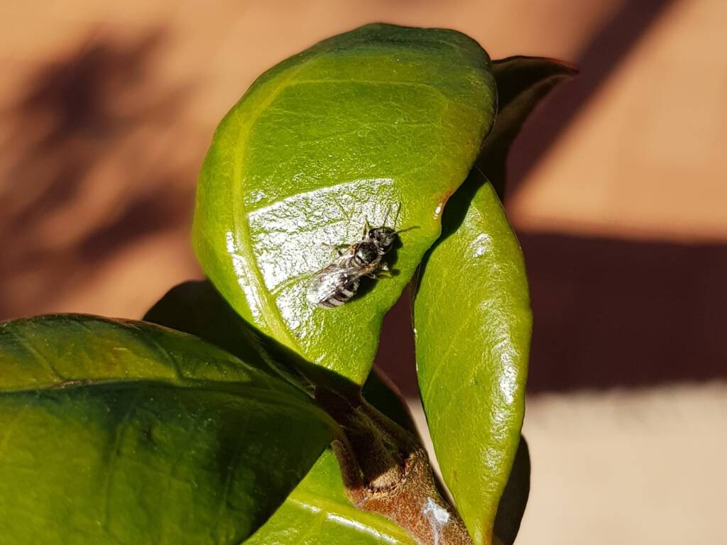 Lasioglossum (Chilalictus) eremaean (rescued from swimming pool), Alice Springs NT