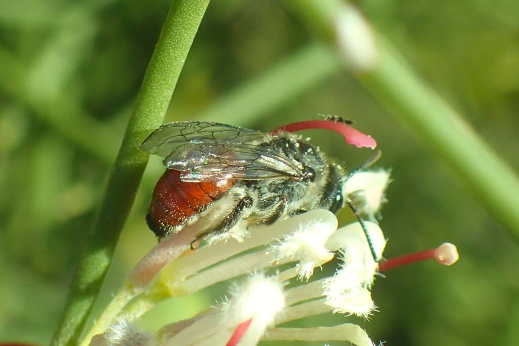 Lasioglossum (Parasphecodes), Geraldton, Midwest WA © Gary Taylor