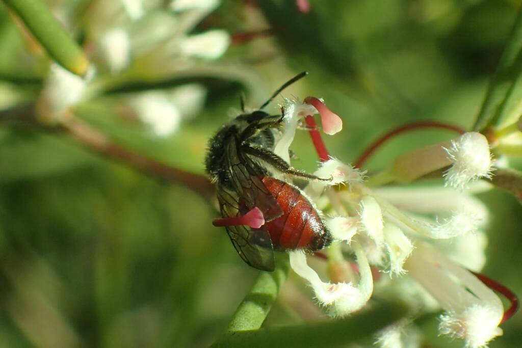 Lasioglossum (Parasphecodes), Geraldton, Midwest WA © Gary Taylor
