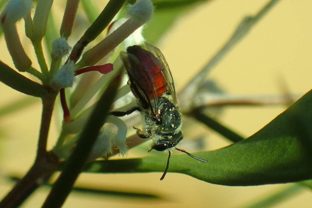Lasioglossum (Parasphecodes), Geraldton, Midwest WA © Gary Taylor