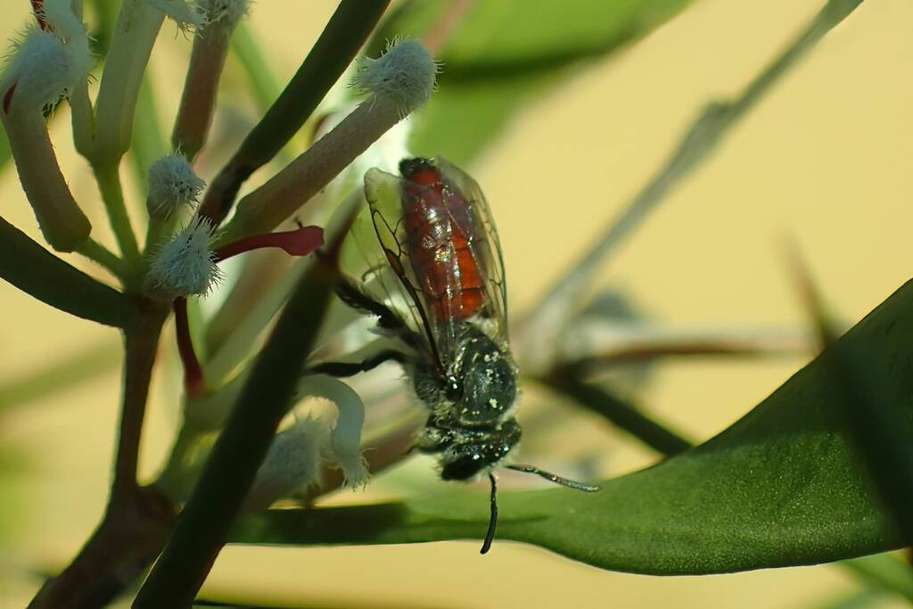 Lasioglossum (Parasphecodes), Geraldton, Midwest WA © Gary Taylor