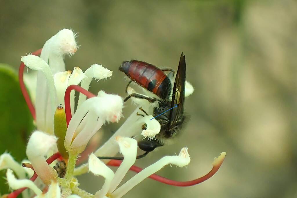 Male Lasioglossum (Parasphecodes) - wing venation (basal vein), Geralton, Midwest WA © Gary Taylor