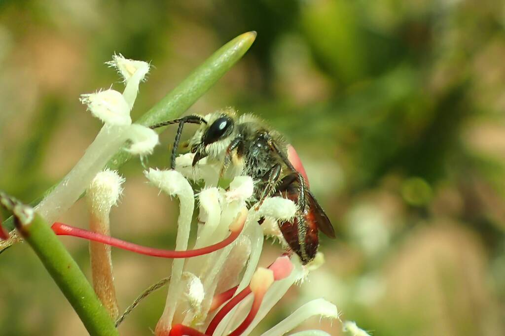 Male Lasioglossum (Parasphecodes), Geralton, Midwest WA © Gary Taylor