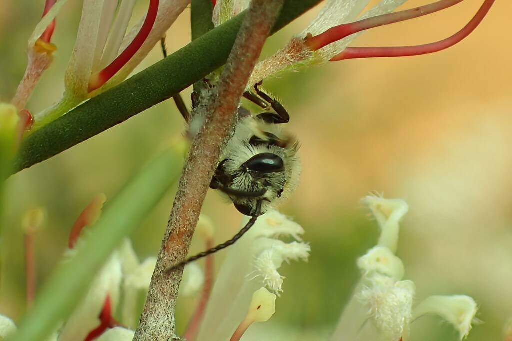Male Lasioglossum (Parasphecodes), Geralton, Midwest WA © Gary Taylor