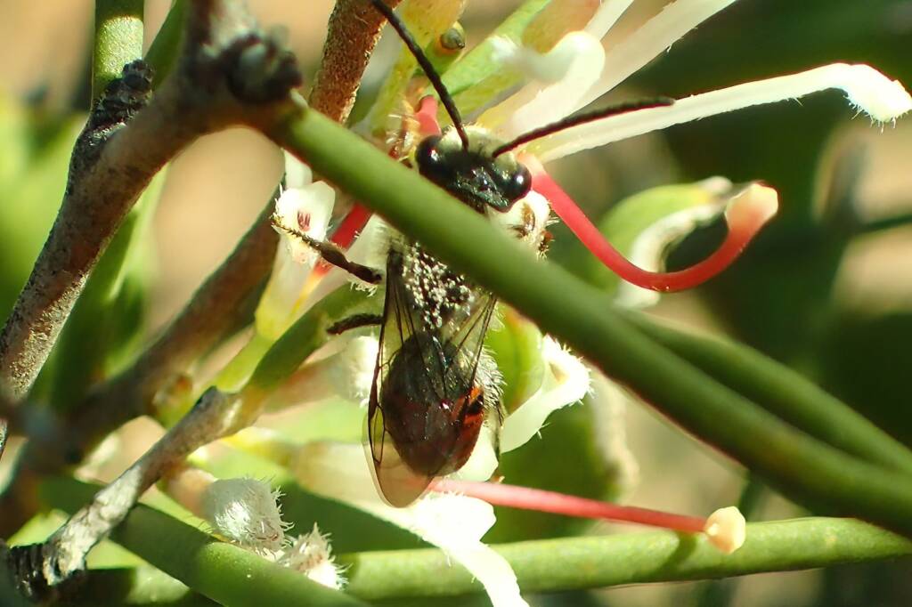 Male Lasioglossum (Parasphecodes), Geralton, Midwest WA © Gary Taylor