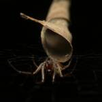 Phonognatha graeffei (Leaf-curling Spider), Gold Coast QLD © Stefan Jones