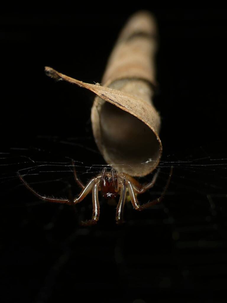 Phonognatha graeffei (Leaf-curling Spider), Gold Coast QLD © Stefan Jones