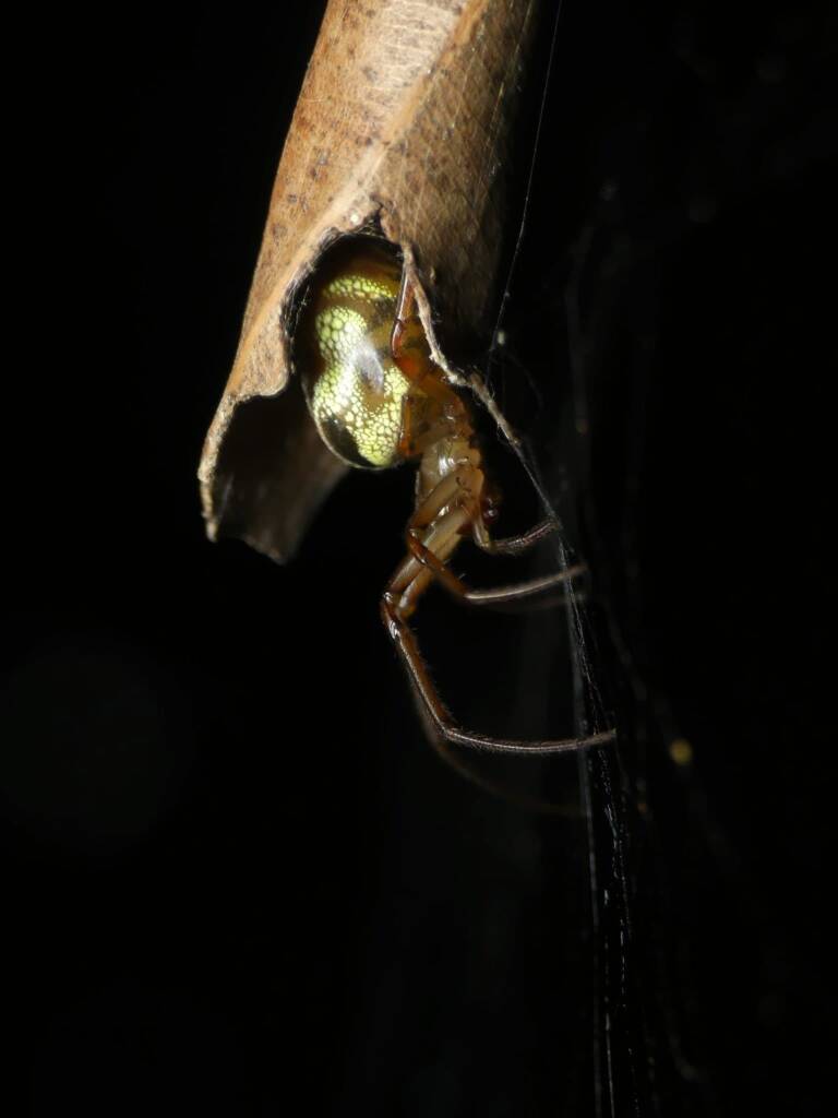 Phonognatha graeffei (Leaf-curling Spider), Gold Coast QLD © Stefan Jones