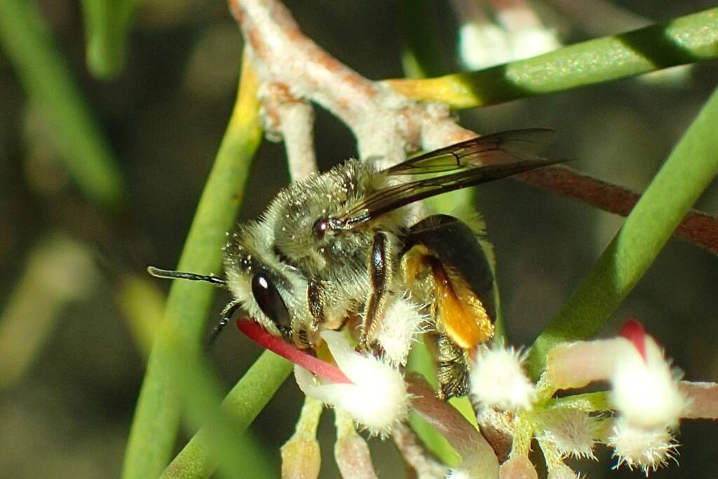 Leioproctus on Hakea lissocarpha, Geraldton, Midwest WA © Gary Taylor