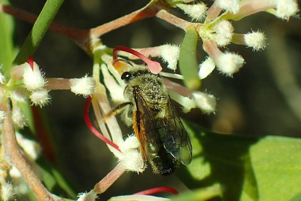 Leioproctus on Hakea lissocarpha, Geraldton, Midwest WA © Gary Taylor