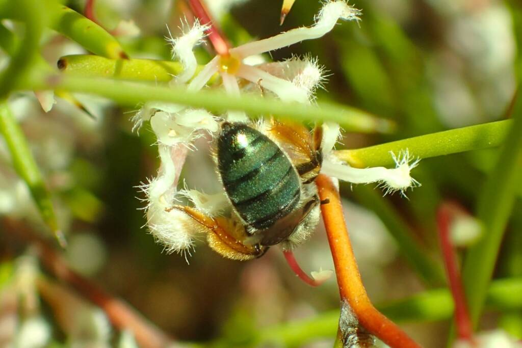 Leioproctus on Hakea lissocarpha, Geraldton, Midwest WA © Gary Taylor
