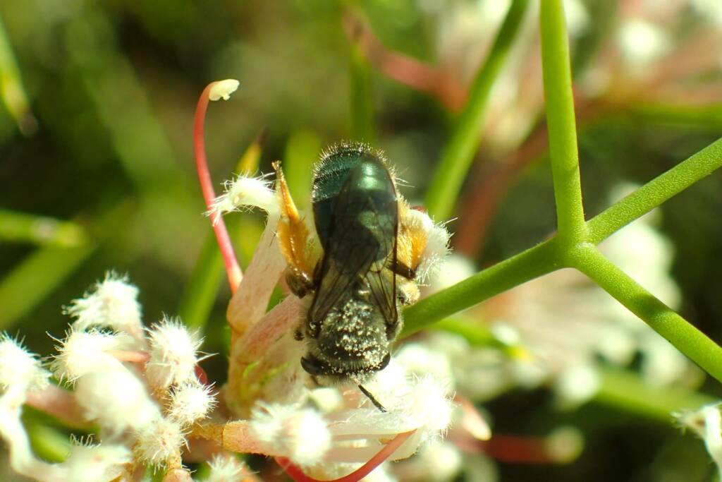Leioproctus on Hakea lissocarpha, Geraldton, Midwest WA © Gary Taylor