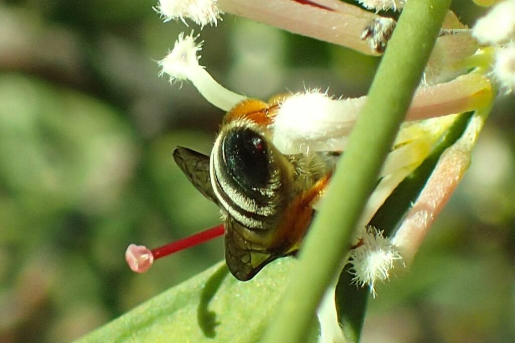 Leioproctus on Hakea lissocarpha, Geraldton, Midwest WA © Gary Taylor
