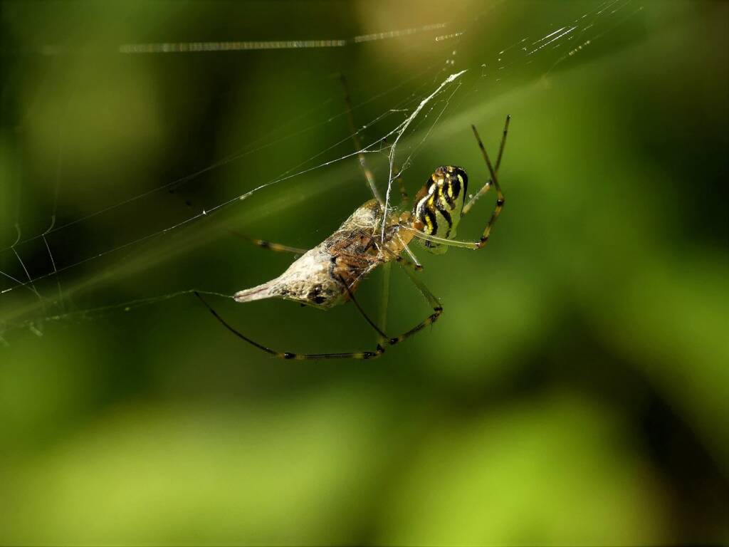 Leucauge dromedaria (Humped Silver Orb Weaver), Gold Coast QLD © Stefan Jones
