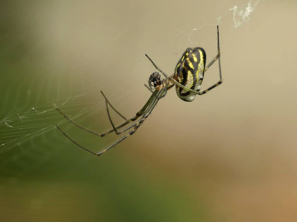 Leucauge dromedaria (Humped Silver Orb Weaver), Gold Coast QLD © Stefan Jones