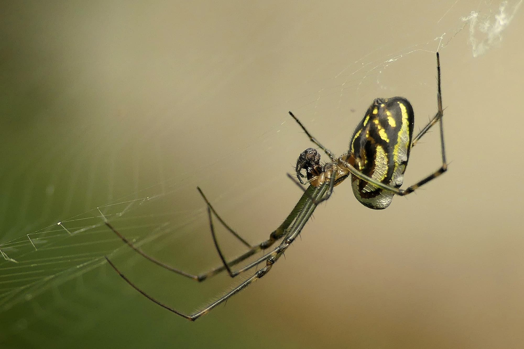Leucauge dromedaria (Humped Silver Orb Weaver), Gold Coast QLD © Stefan Jones