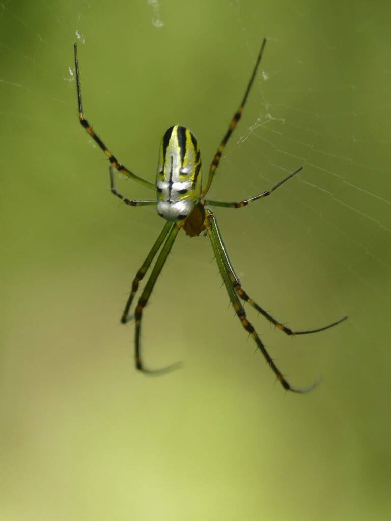 Leucauge dromedaria (Humped Silver Orb Weaver), Gold Coast QLD © Stefan Jones