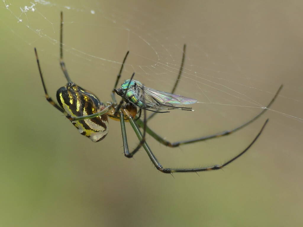Leucauge dromedaria (Humped Silver Orb Weaver), Gold Coast QLD © Stefan Jones